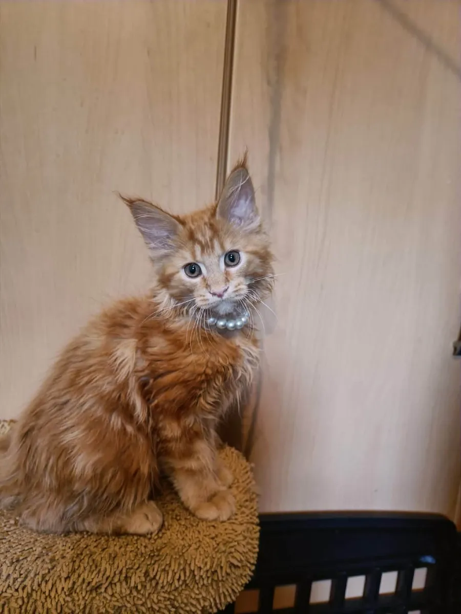 Maine Coon kitten named Harvey (WCF) is for sale. - Image 4