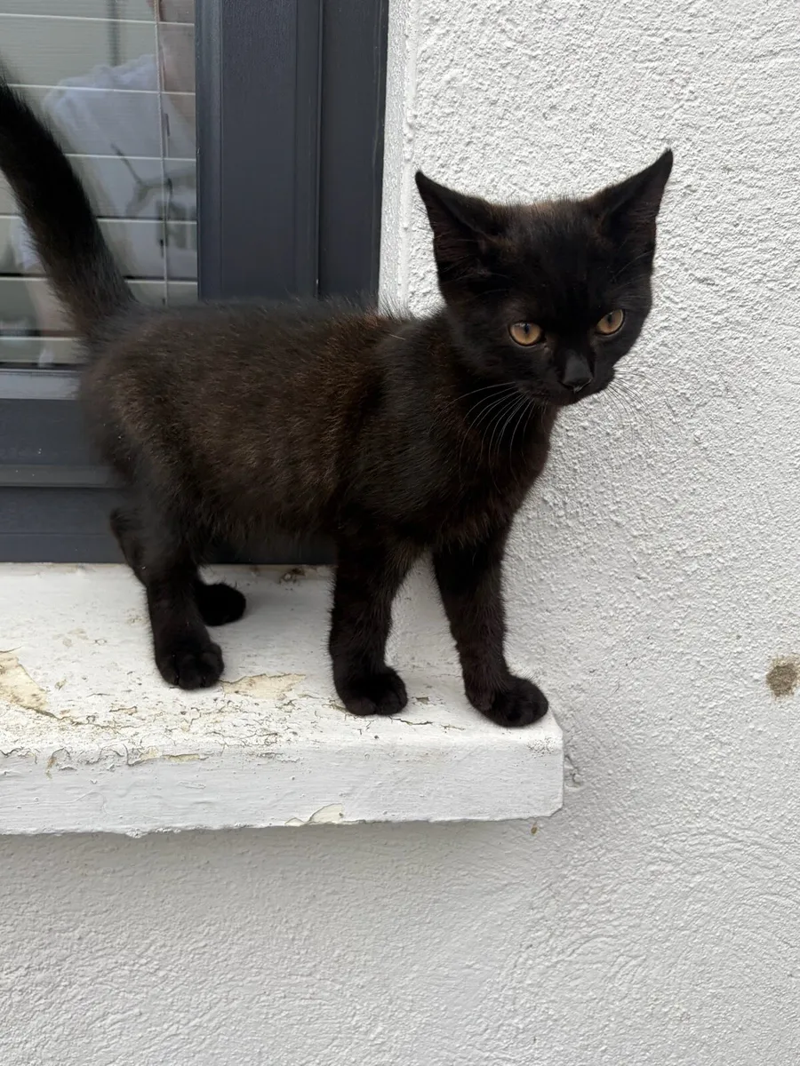 Kitten looking for new home - Image 1