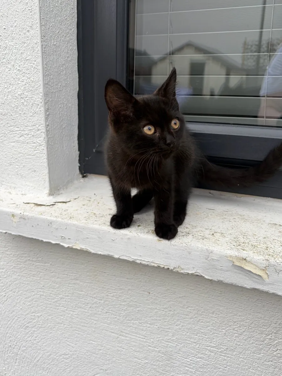 Kitten looking for new home - Image 2
