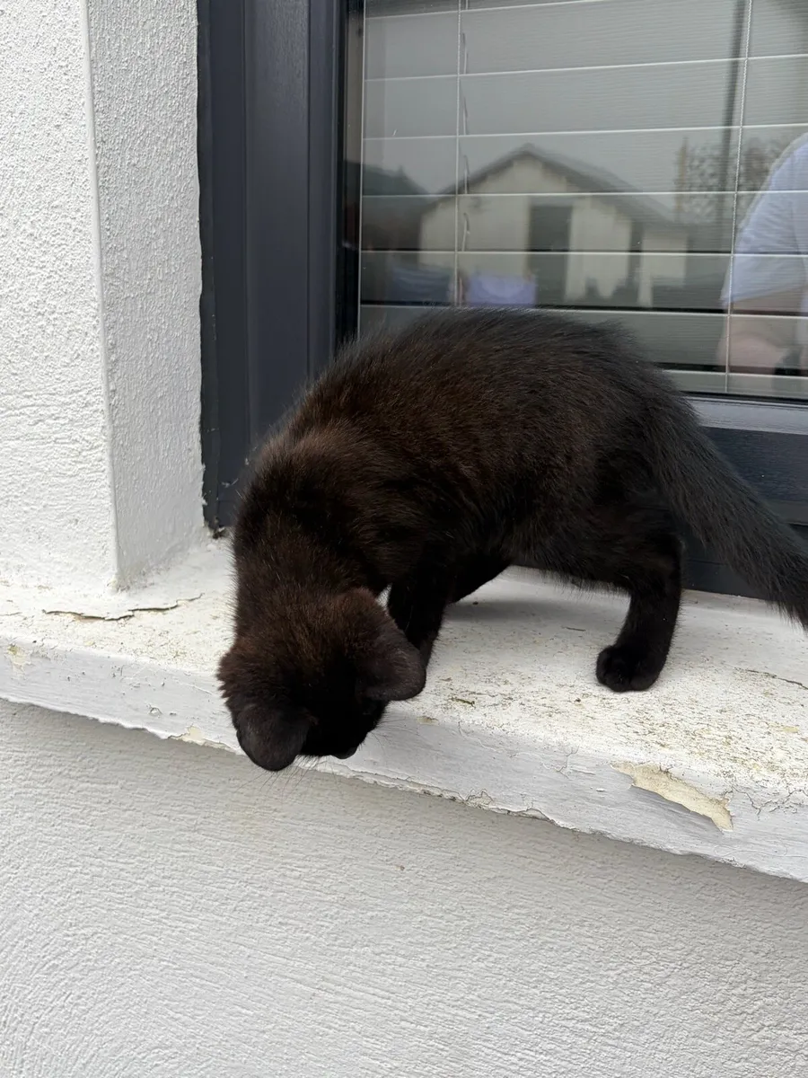 Kitten looking for new home - Image 3