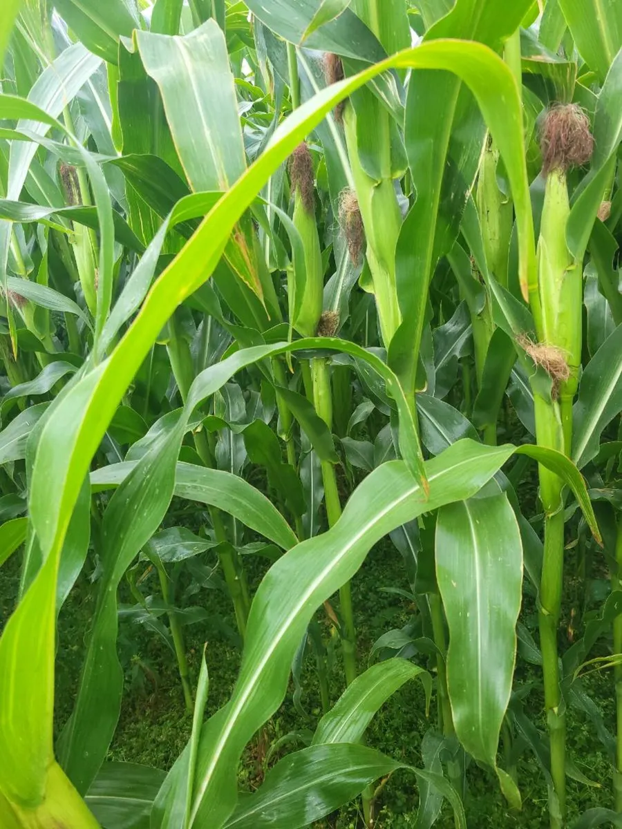 Maize crop - Image 1
