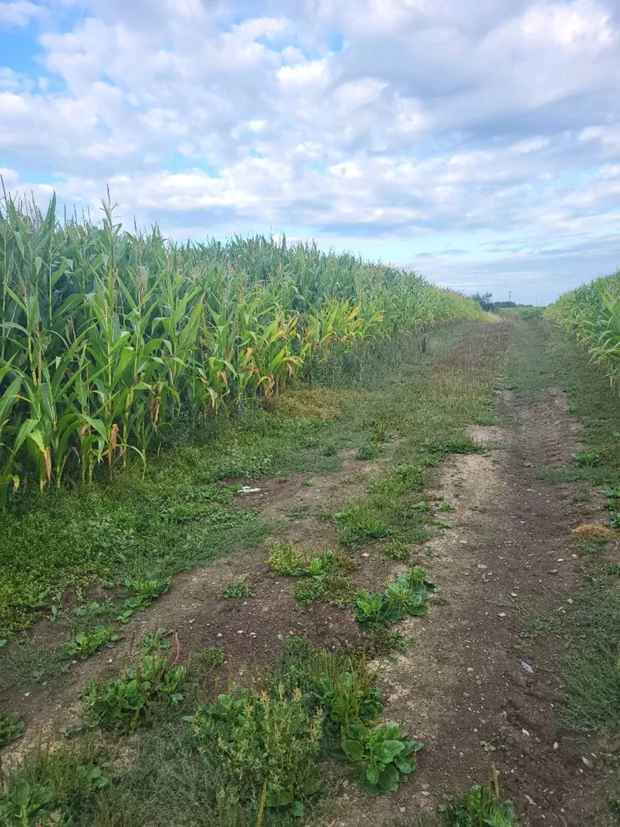 Maize crop - Image 4