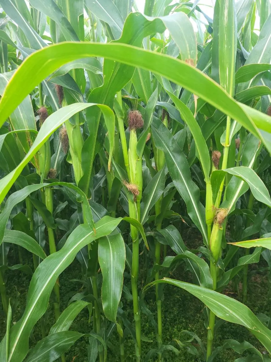 Maize crop - Image 2