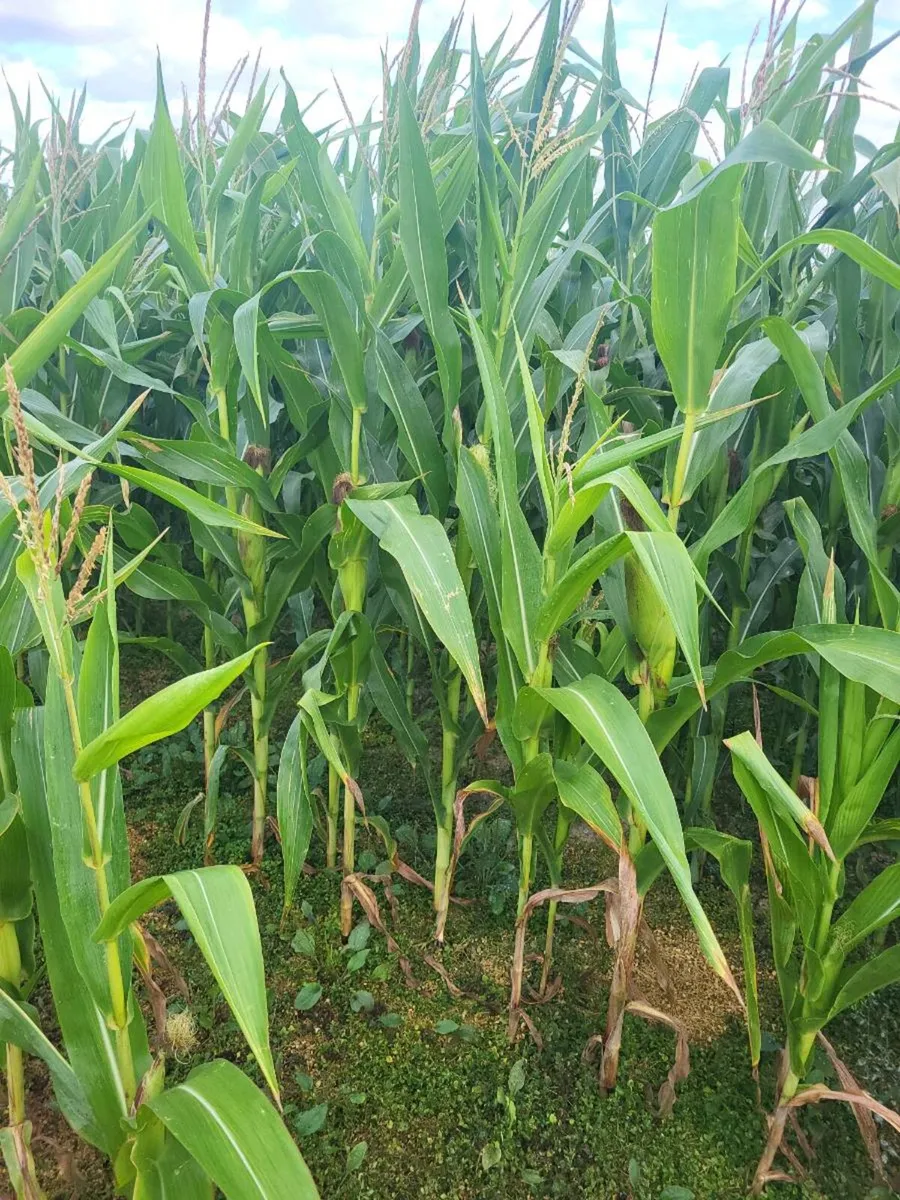 Maize crop - Image 3