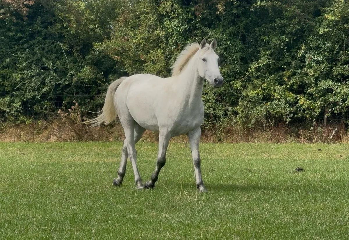 Connemara Gelding 14.2h - 3 year old - Image 1