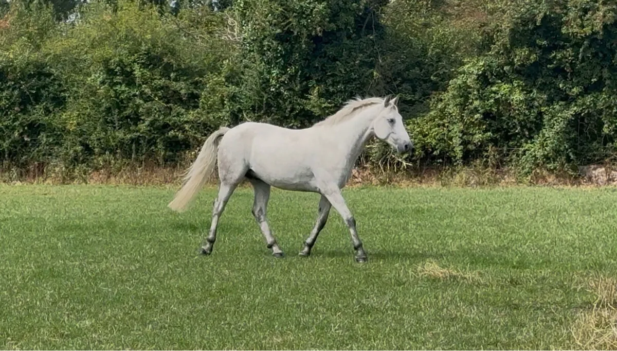 Connemara Gelding 14.2h - 3 year old - Image 2