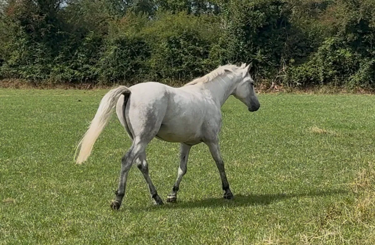 Connemara Gelding 14.2h - 3 year old - Image 3