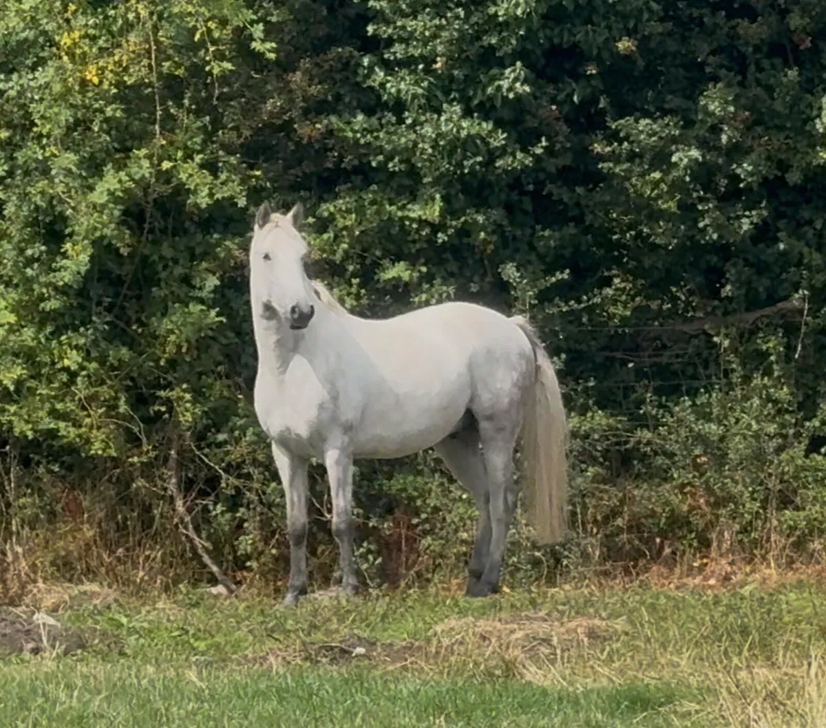 Connemara Gelding 14.2h - 3 year old - Image 4