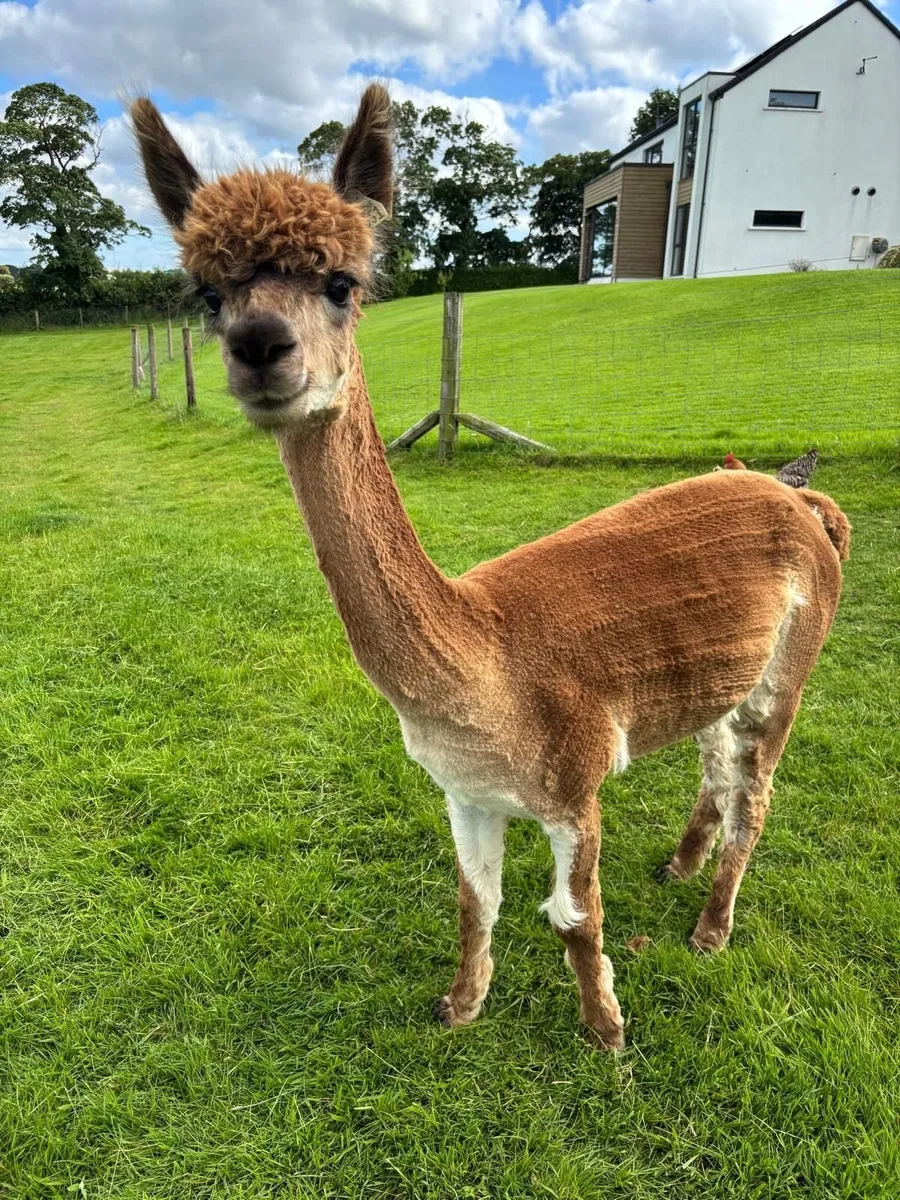 6x Female Alpacas Herd | BAS Reg | Retirement Sale - Image 3
