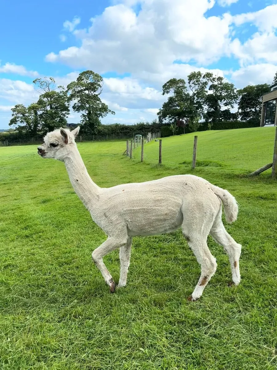 6x Female Alpacas Herd | BAS Reg | Retirement Sale - Image 4