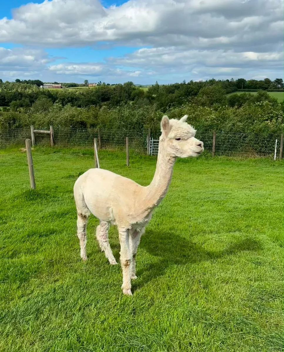 6x Female Alpacas Herd | BAS Reg | Retirement Sale - Image 2