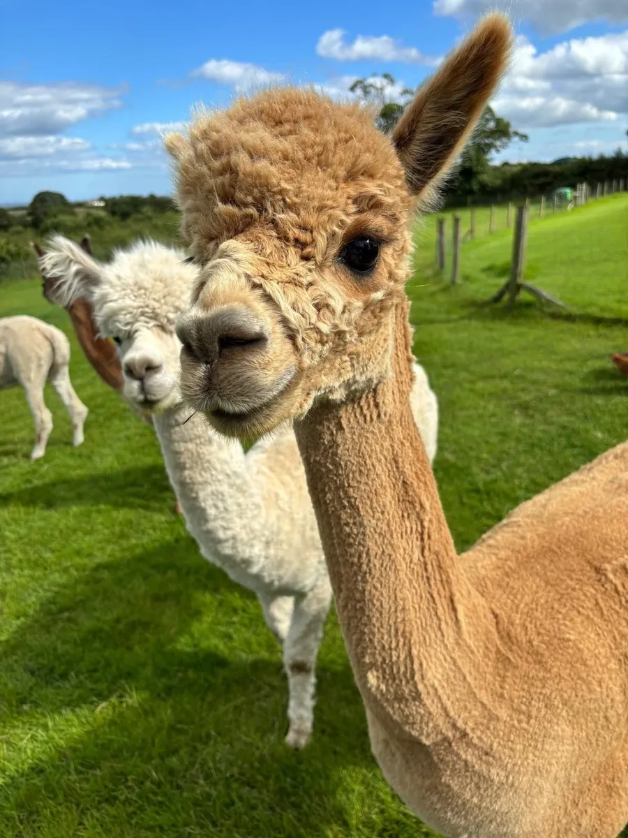 6x Female Alpacas Herd | BAS Reg | Retirement Sale - Image 1