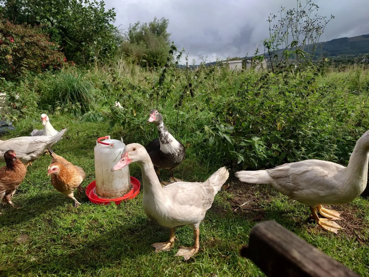 Muscovy Ducks - Image 3