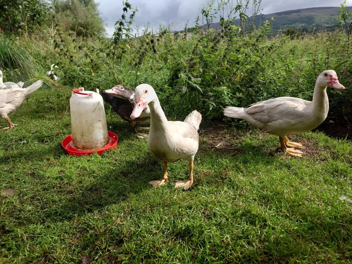 Muscovy Ducks - Image 4