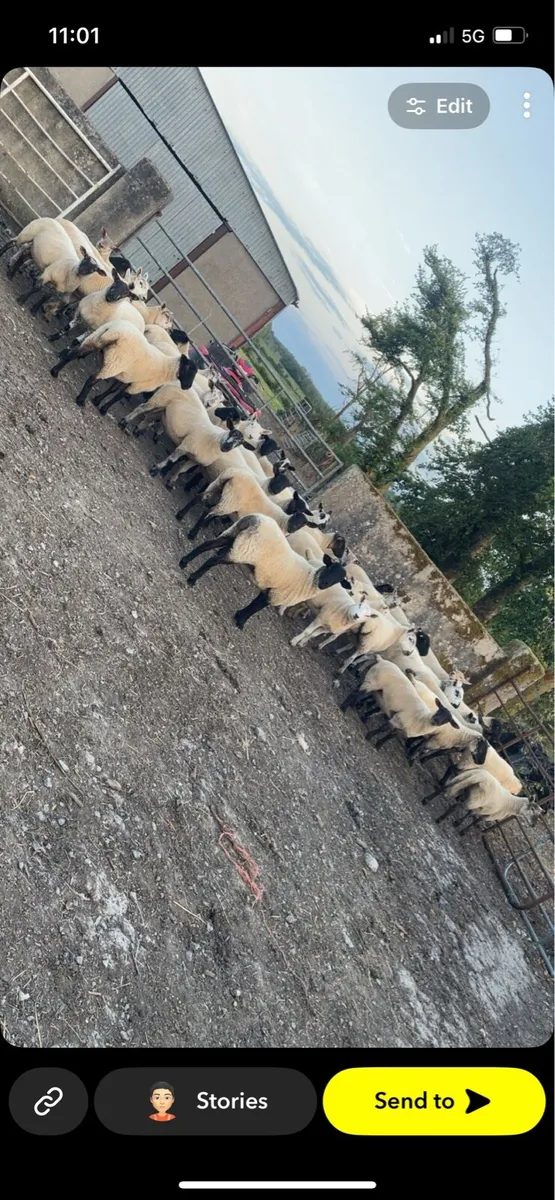Breeding Hoggots