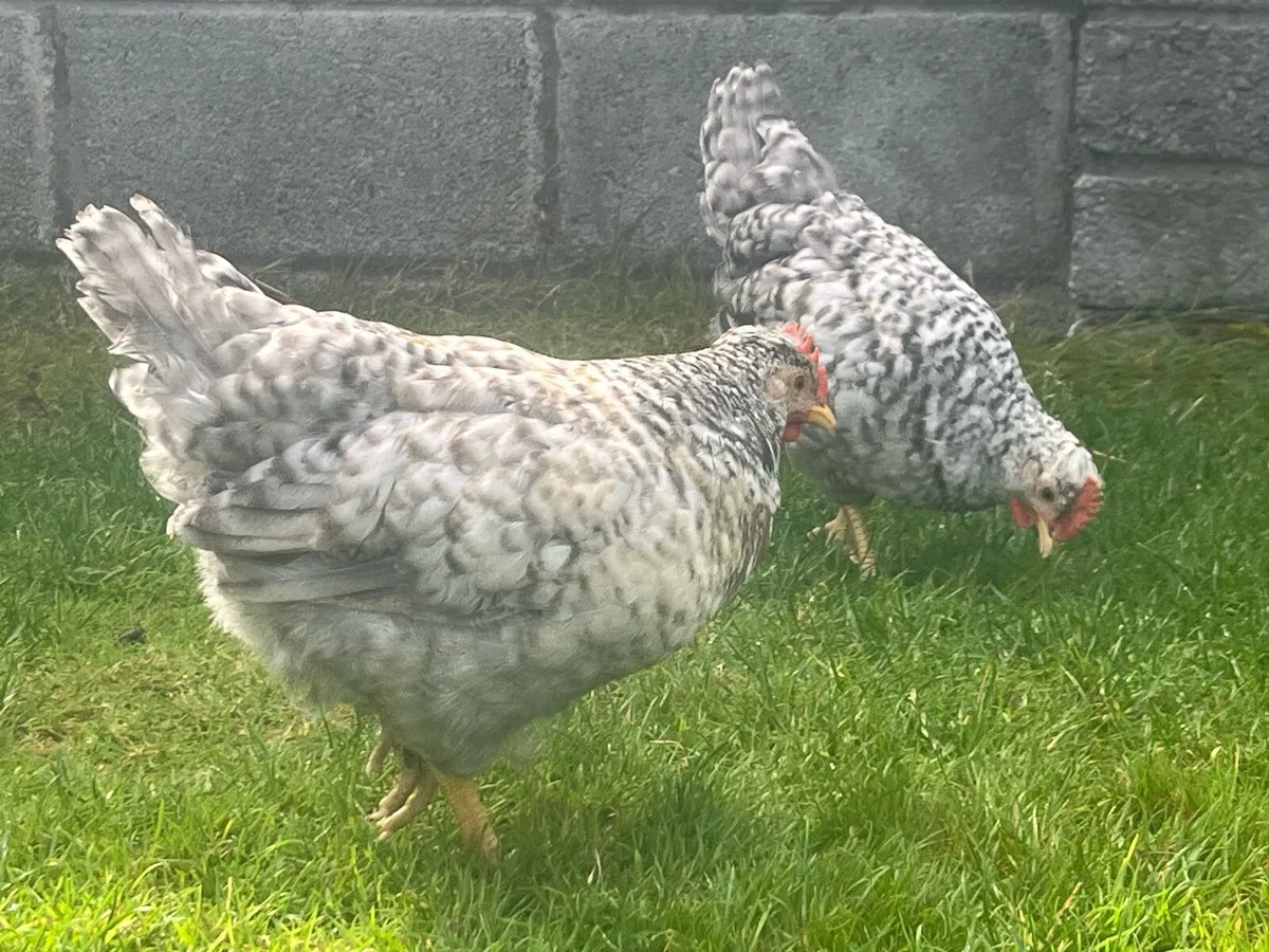 Purebred Cream Legbar Roosters - Swap available - Image 1
