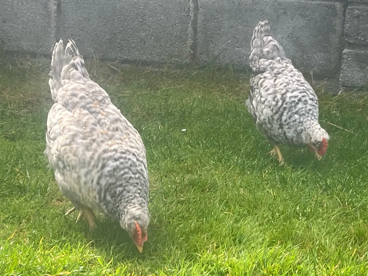 Purebred Cream Legbar Roosters - Swap available - Image 2