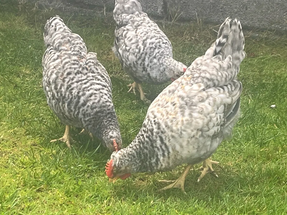 Purebred Cream Legbar Roosters - Swap available - Image 3