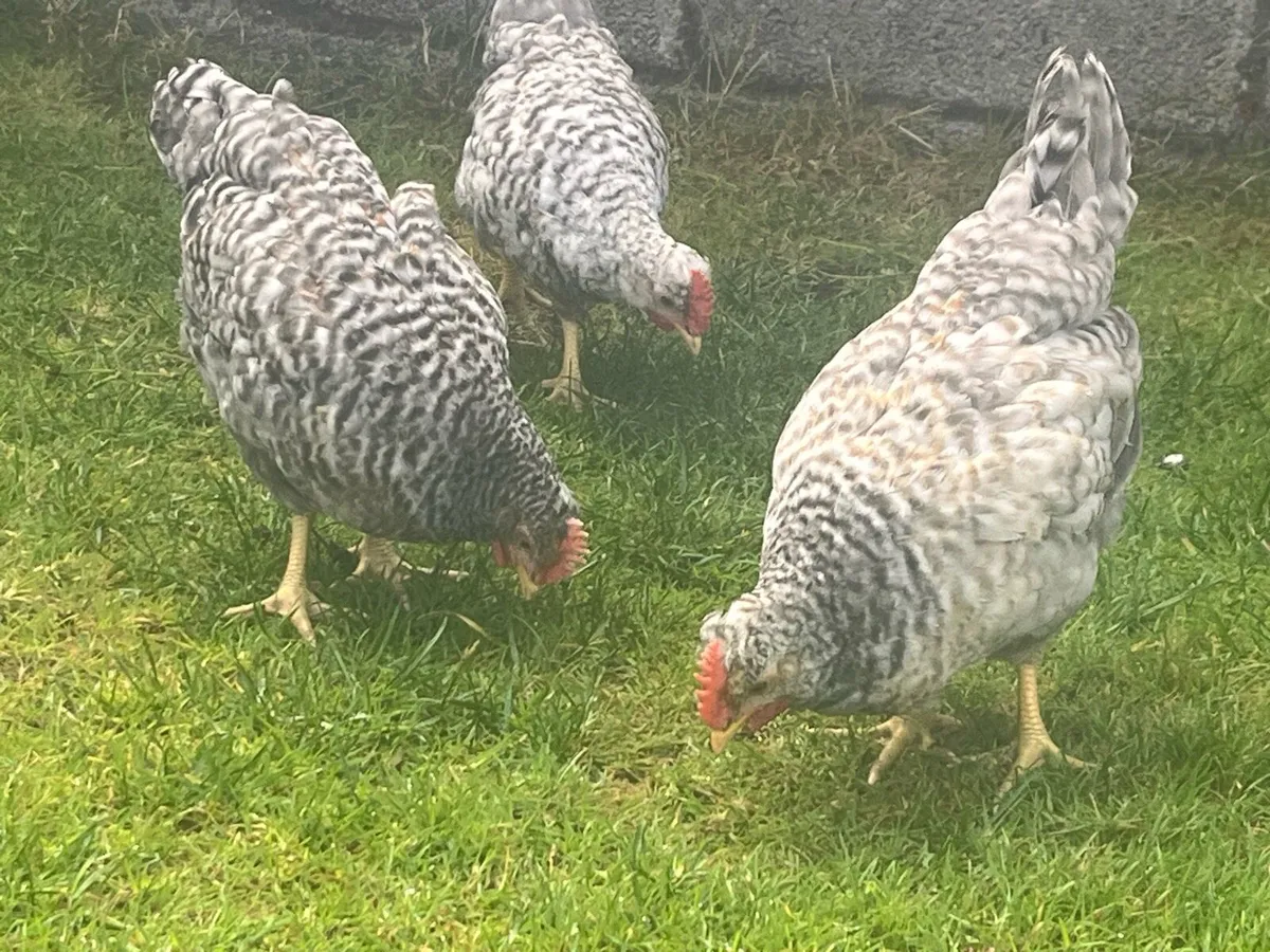 Purebred Cream Legbar Roosters - Swap available - Image 4