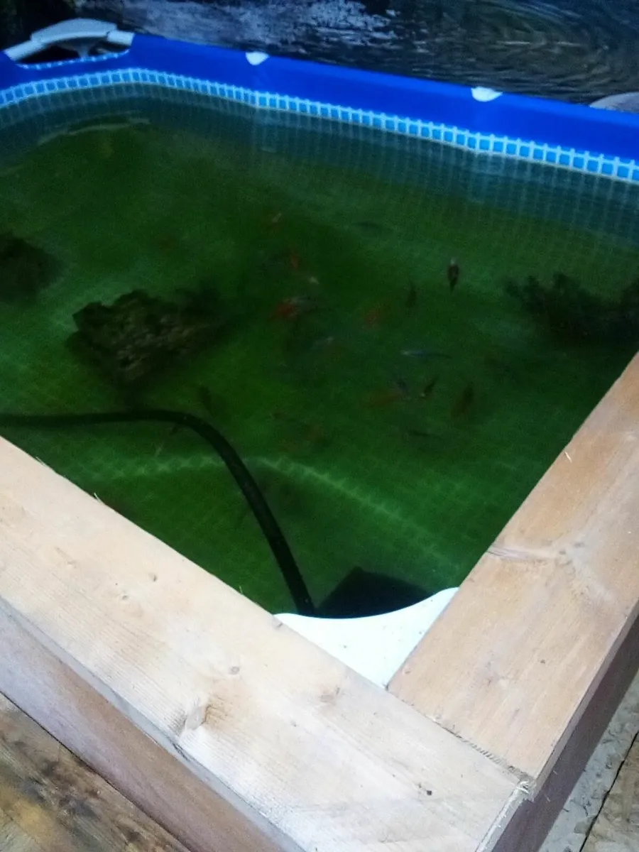 (INTEX) above ground 8ft x 5ft pond/pool - Image 2
