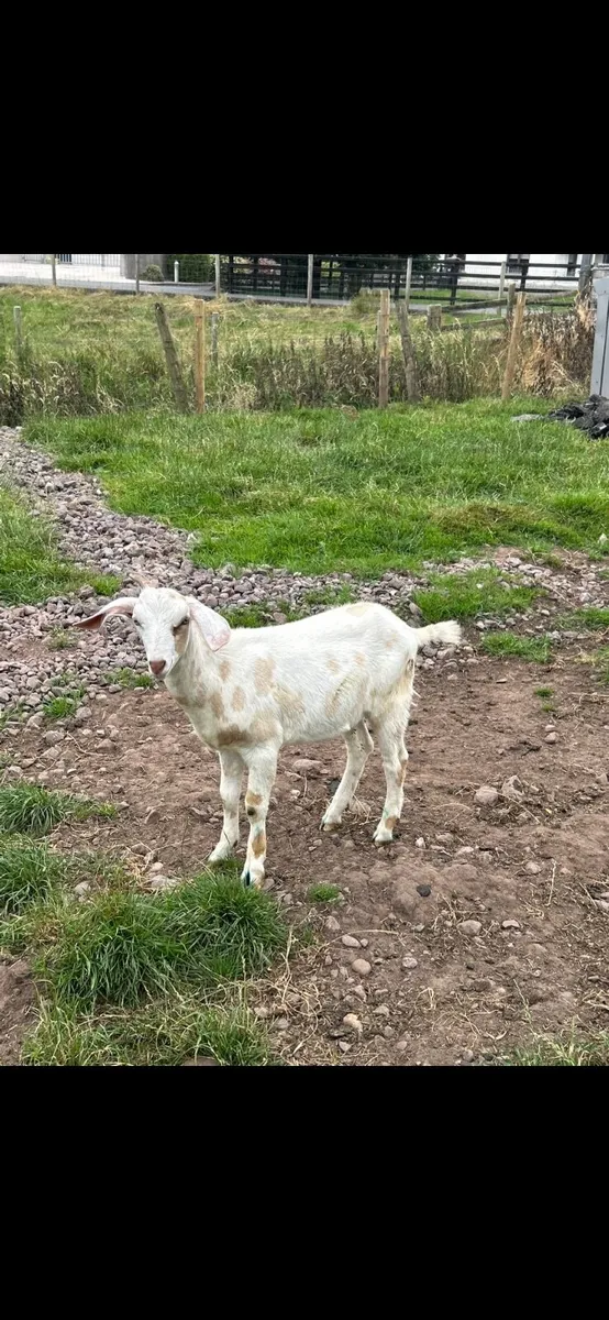 Goats - Image 2