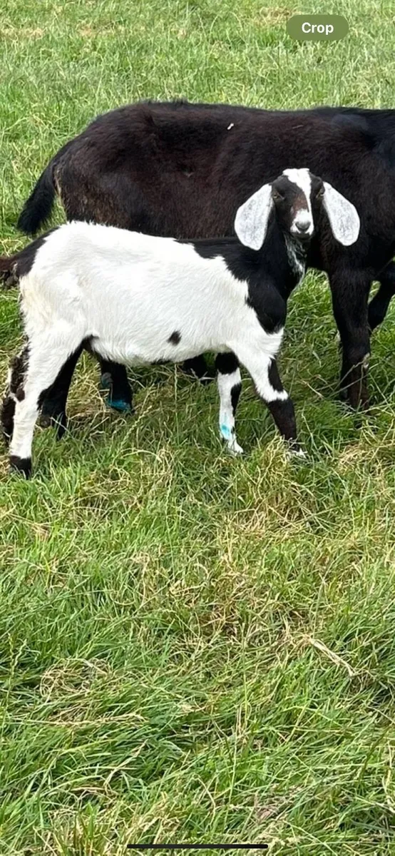 Goats - Image 3