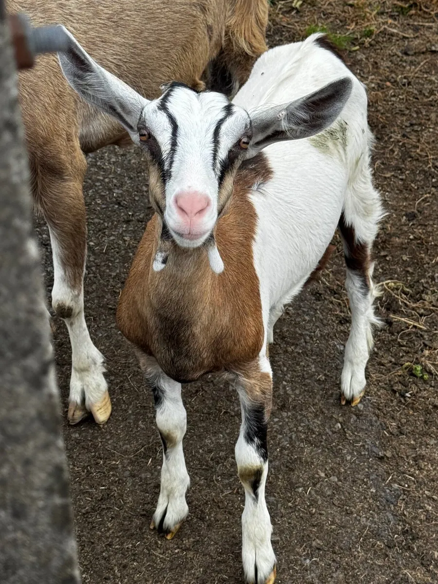 Goats - Image 1