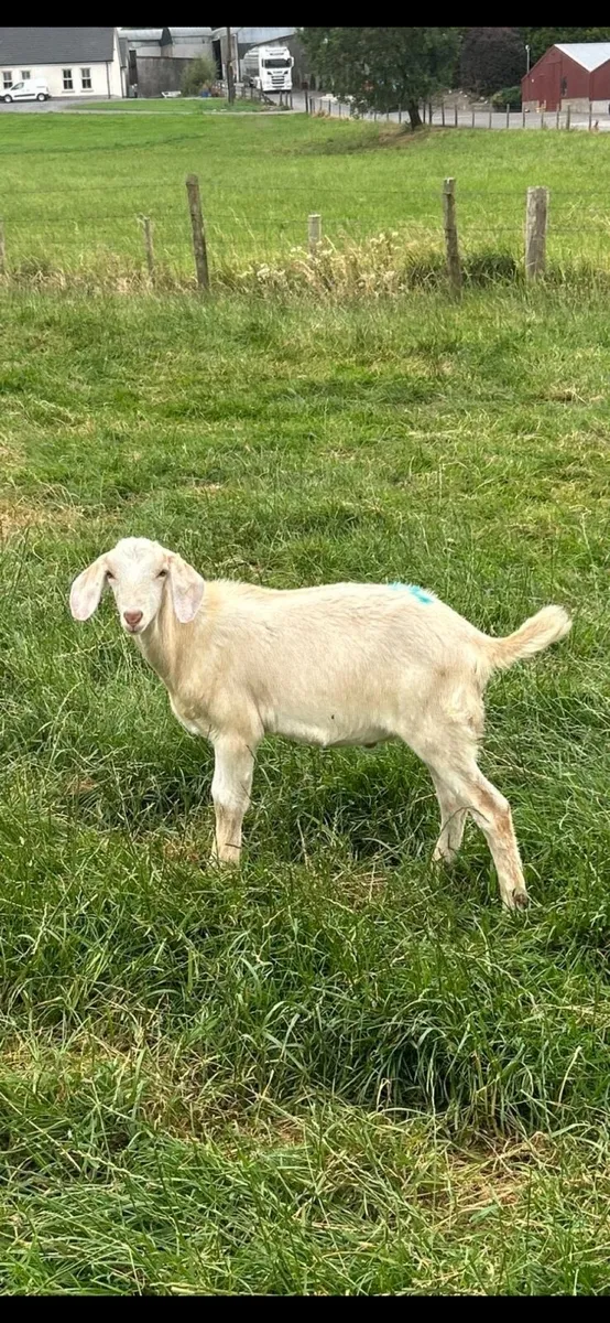 Goats - Image 4
