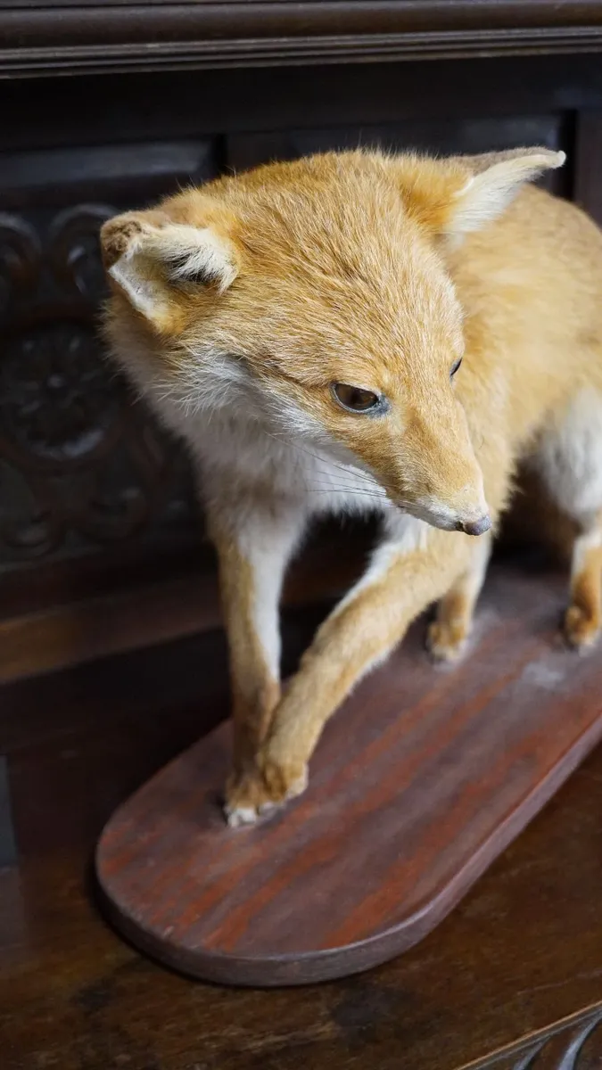 Vintage Taxidermy Red Fox - Image 3