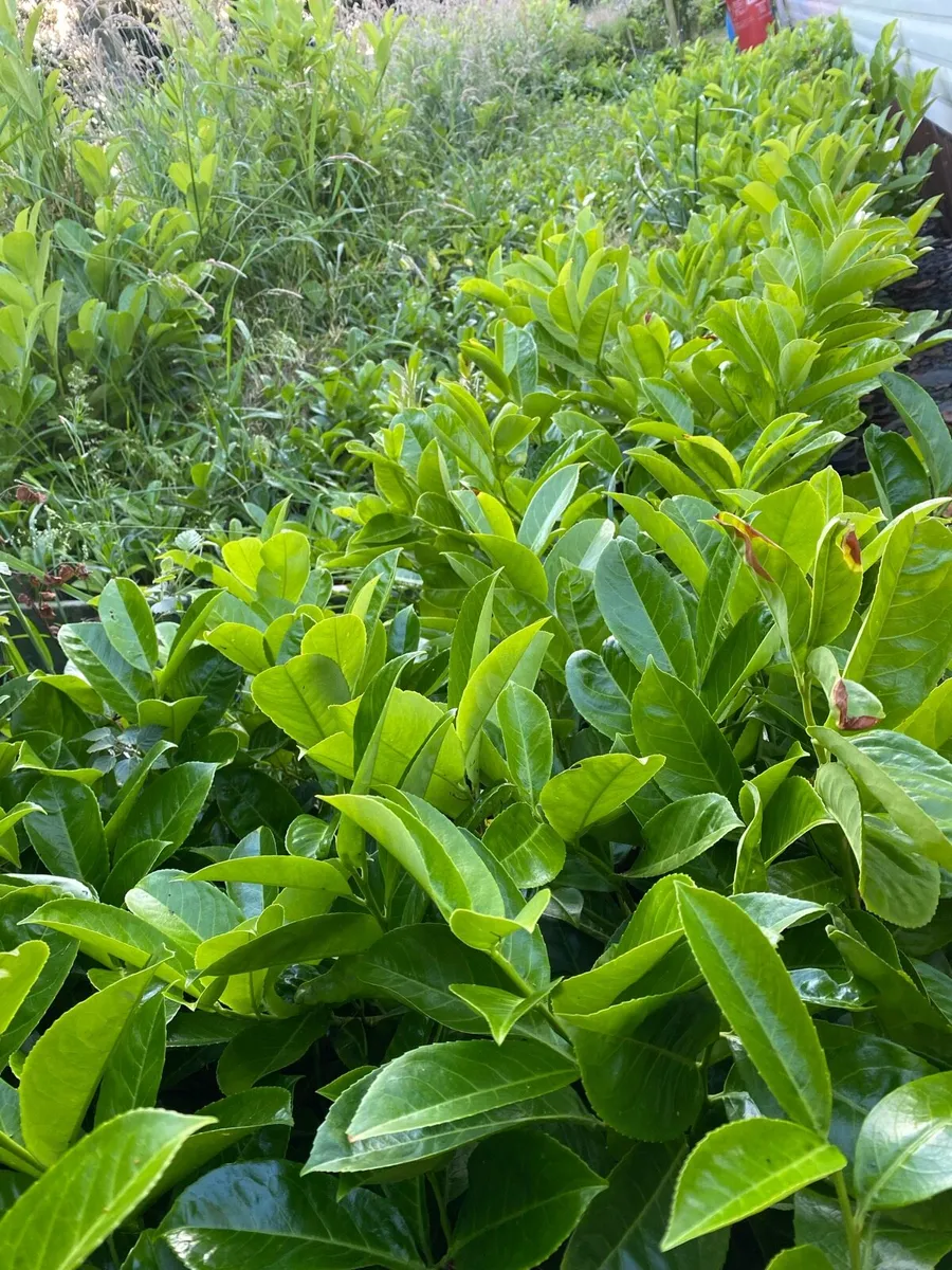 Cherry laurel 1.5ft tall - Image 1