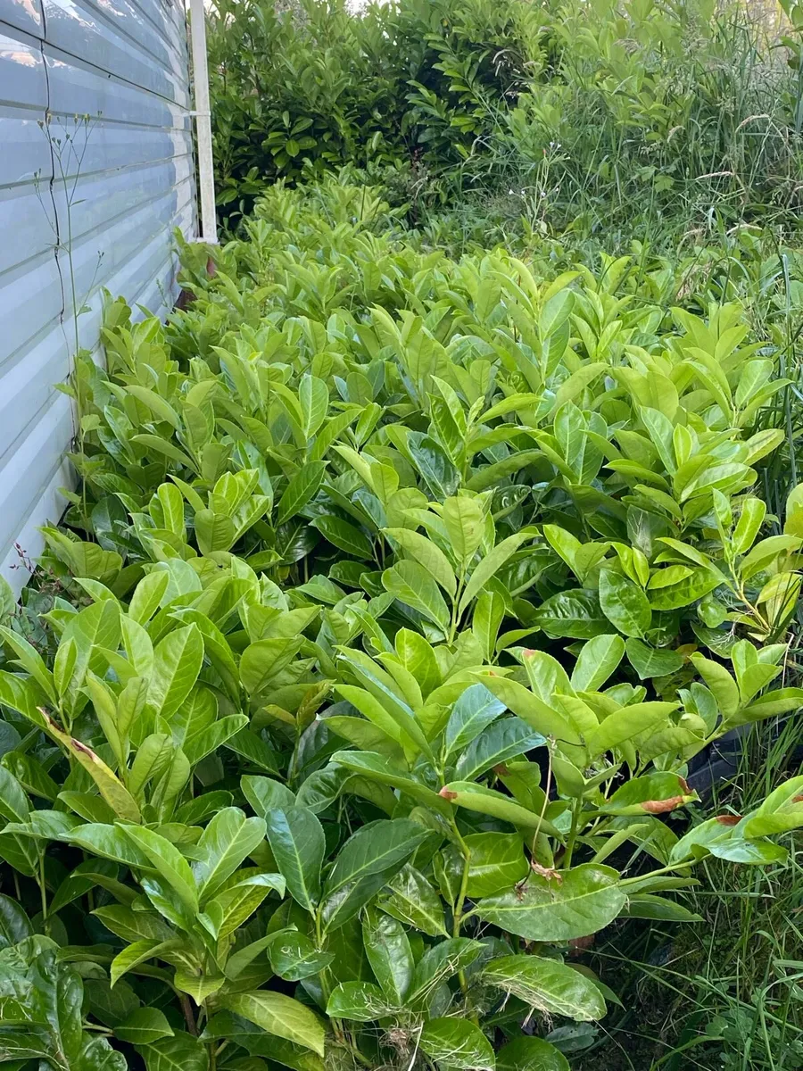 Cherry laurel 1.5ft tall - Image 2