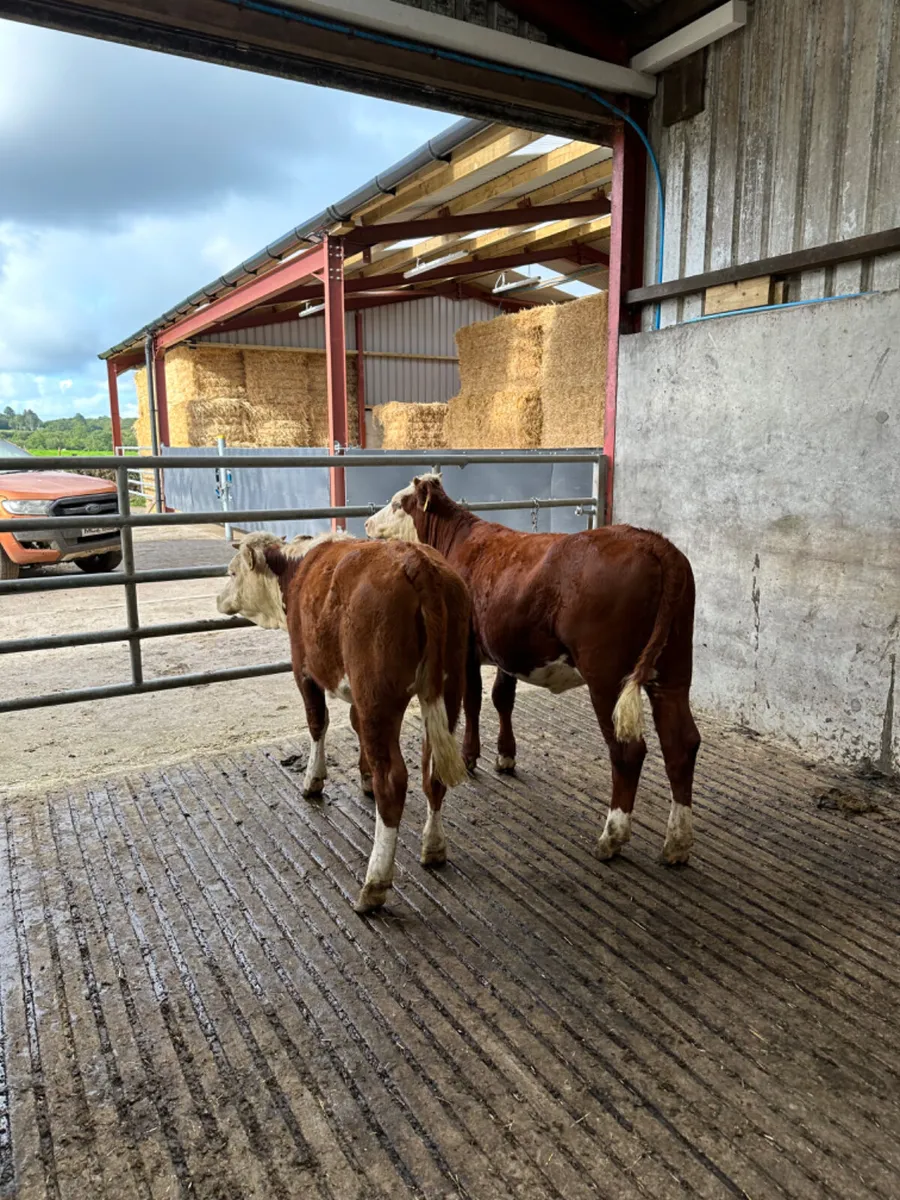 Cow makers - Image 1