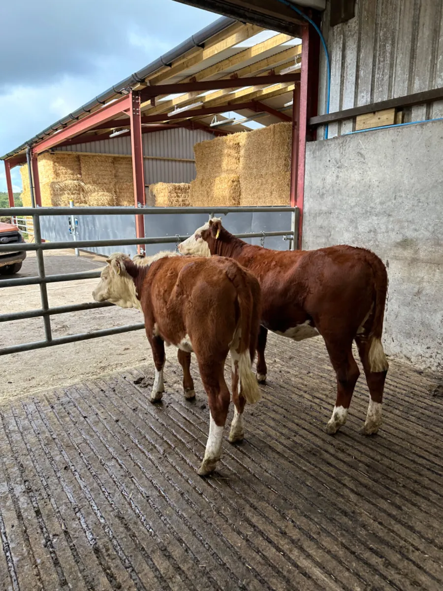 Cow makers - Image 3