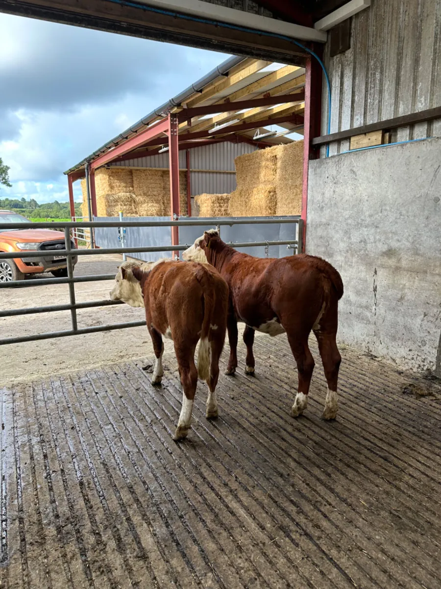 Cow makers - Image 2