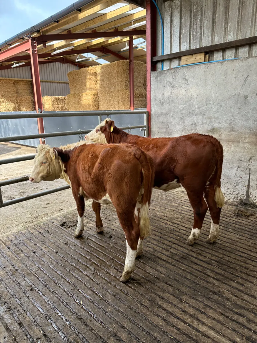 Cow makers - Image 4