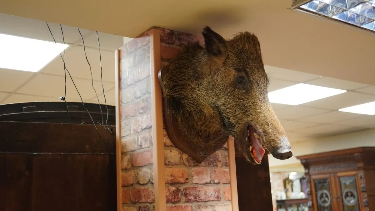 Boar Head Wall Mount - Image 1