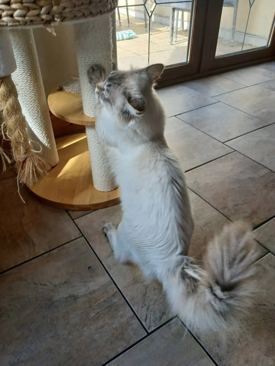 Ragdoll lynx male - Image 1