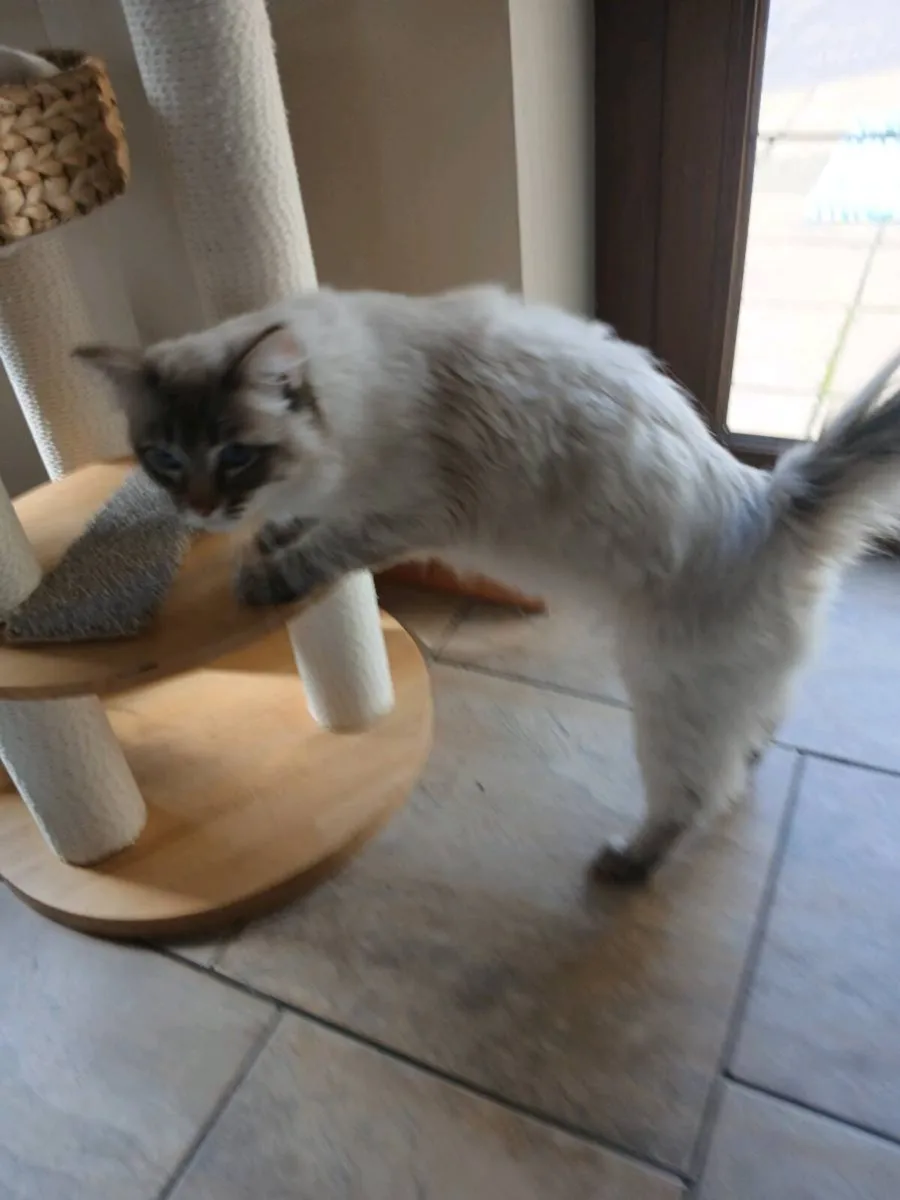 Ragdoll lynx male - Image 2