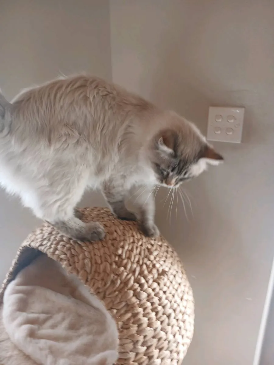 Ragdoll lynx male - Image 3