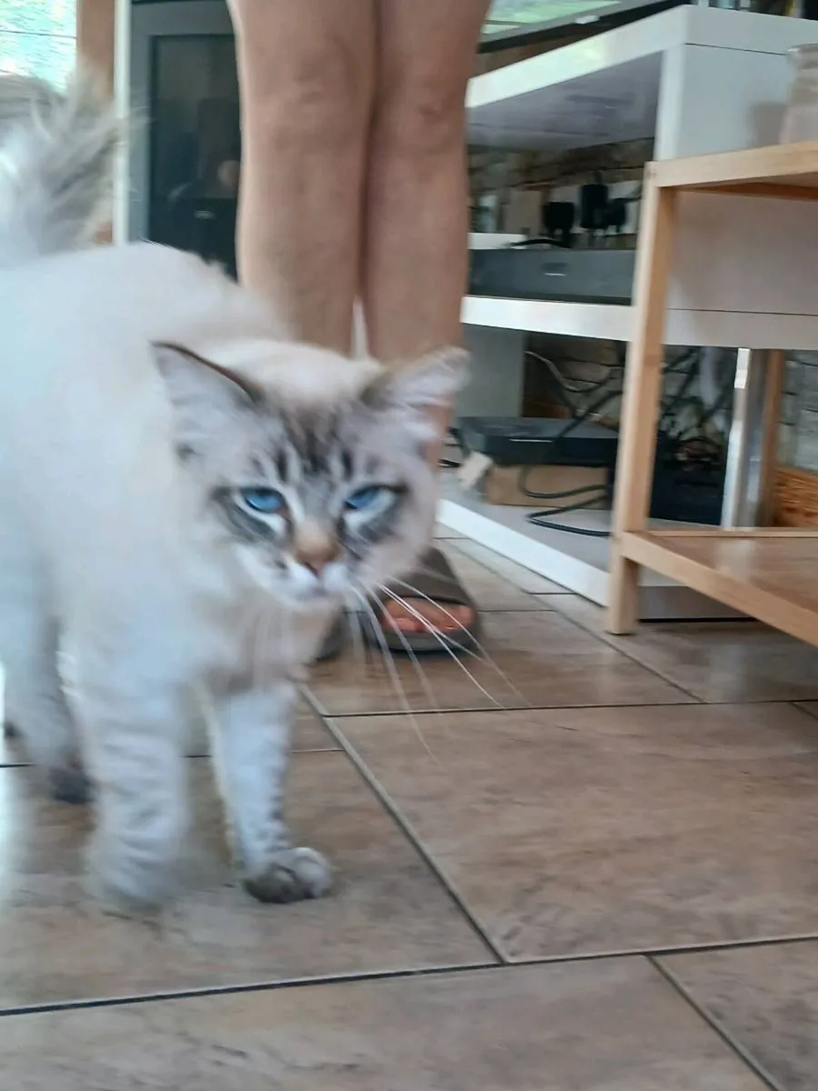 Ragdoll lynx male - Image 4