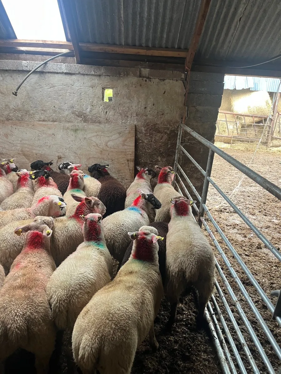 35 super Suffolk cross ewe lambs - Image 2