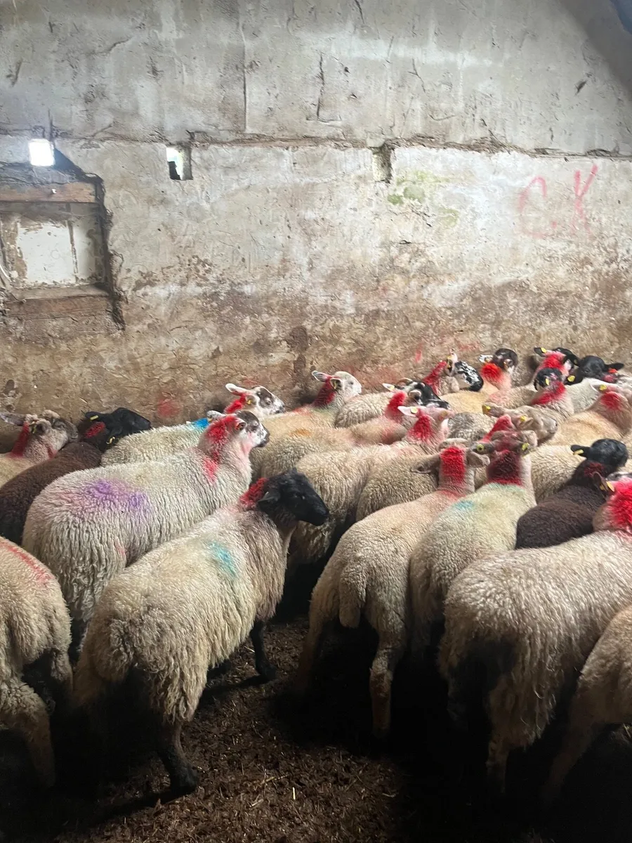 35 super Suffolk cross ewe lambs - Image 3