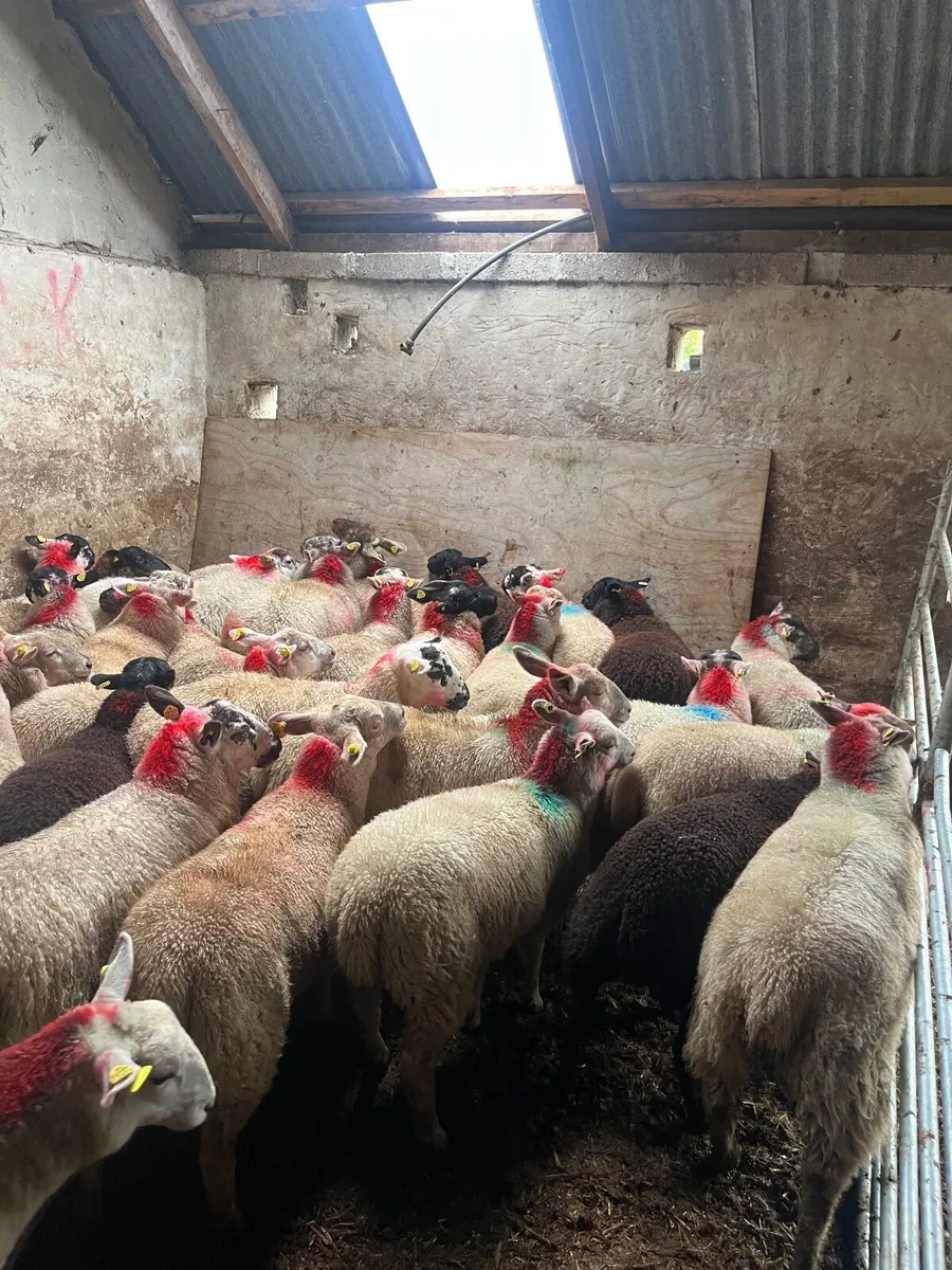 35 super Suffolk cross ewe lambs - Image 4