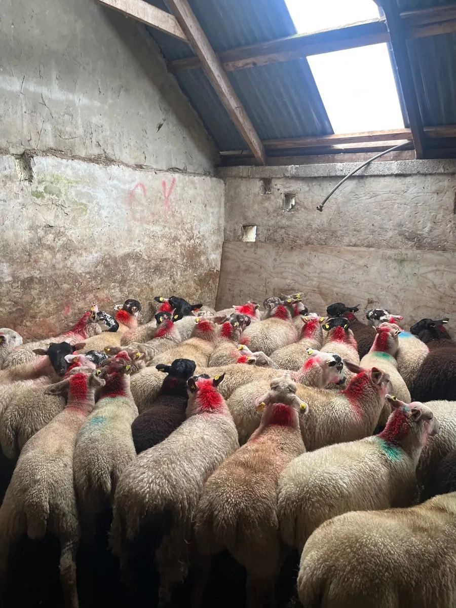 35 super Suffolk cross ewe lambs - Image 1