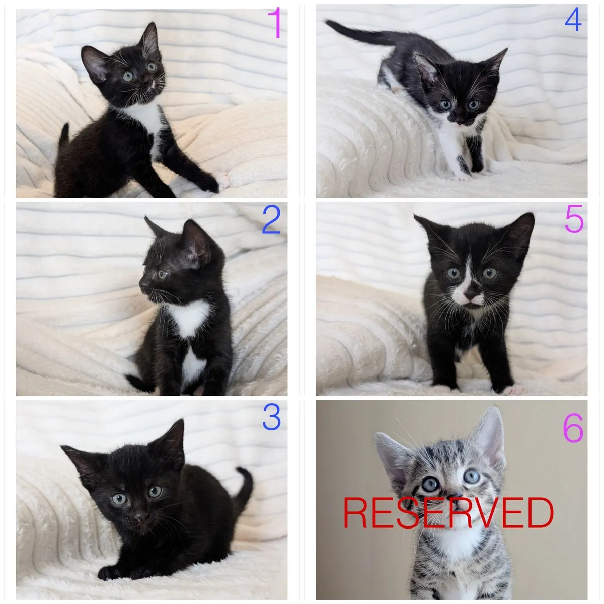 Beautiful Kittens Looking for Loving Homes - Image 1