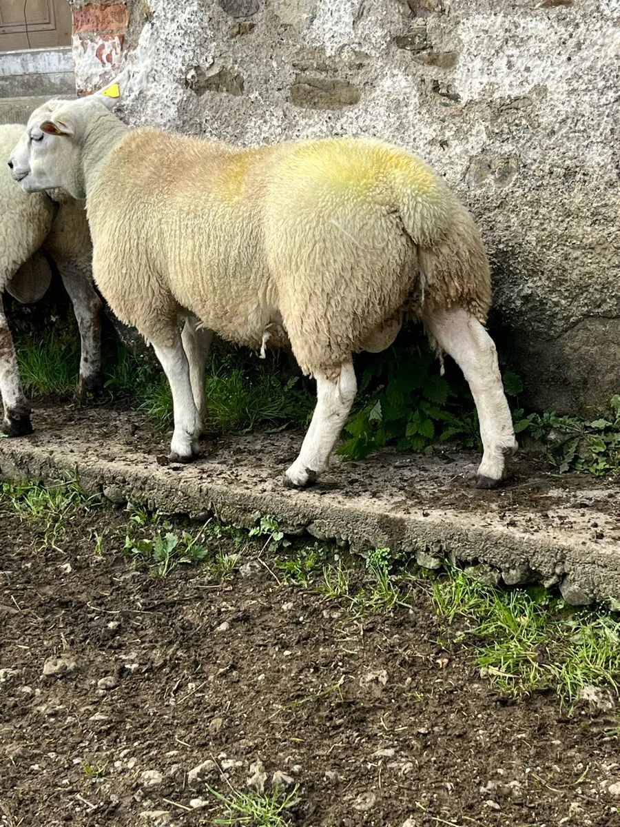 Rams - Image 2