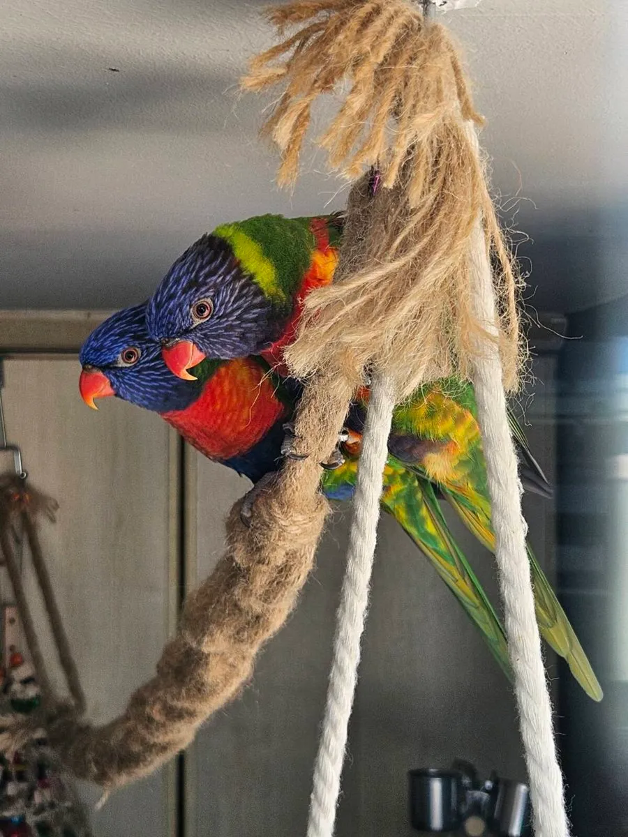 Pair of Rainbow Lorikeets - Image 3