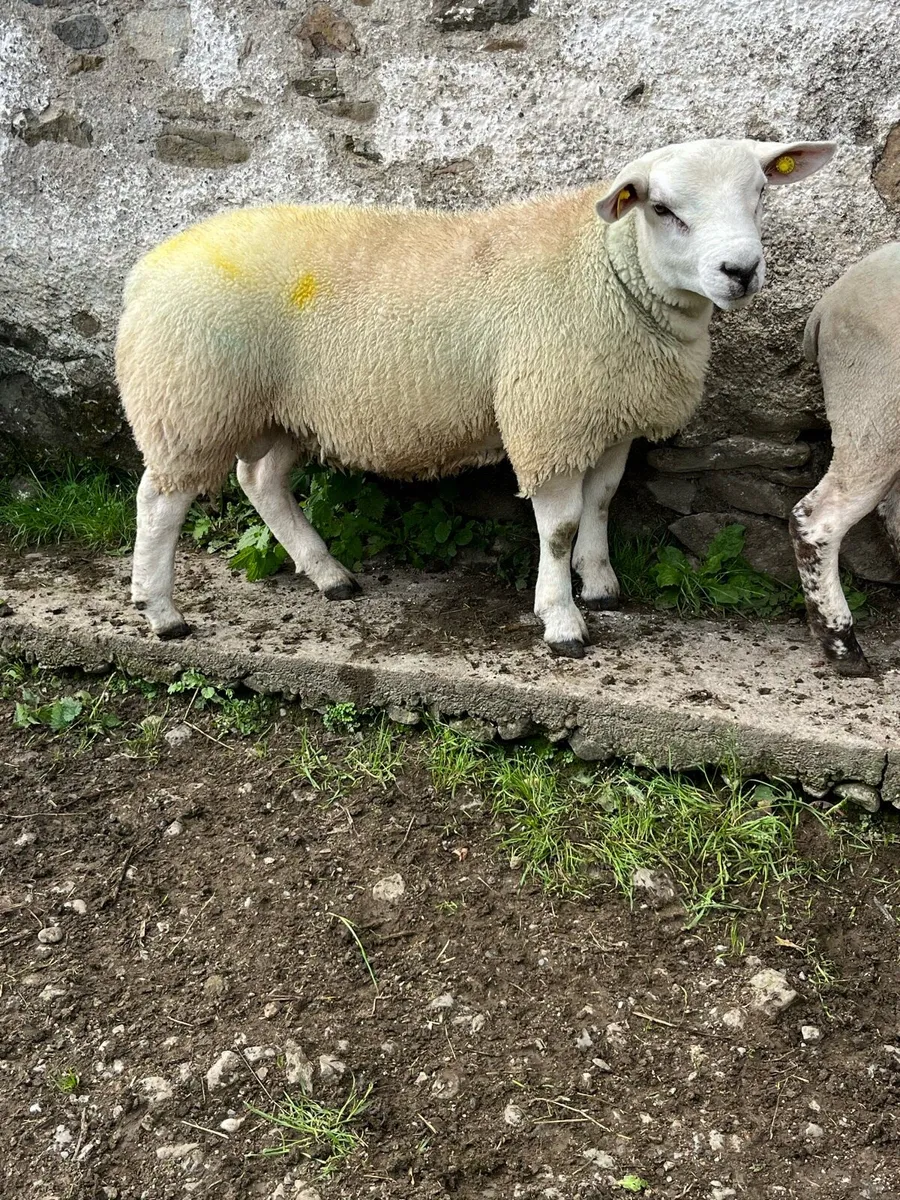 Rams - Image 3