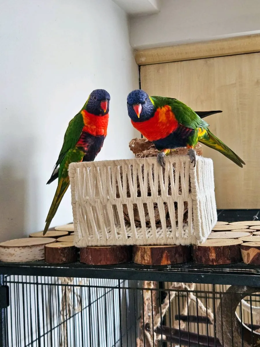 Pair of Rainbow Lorikeets - Image 4