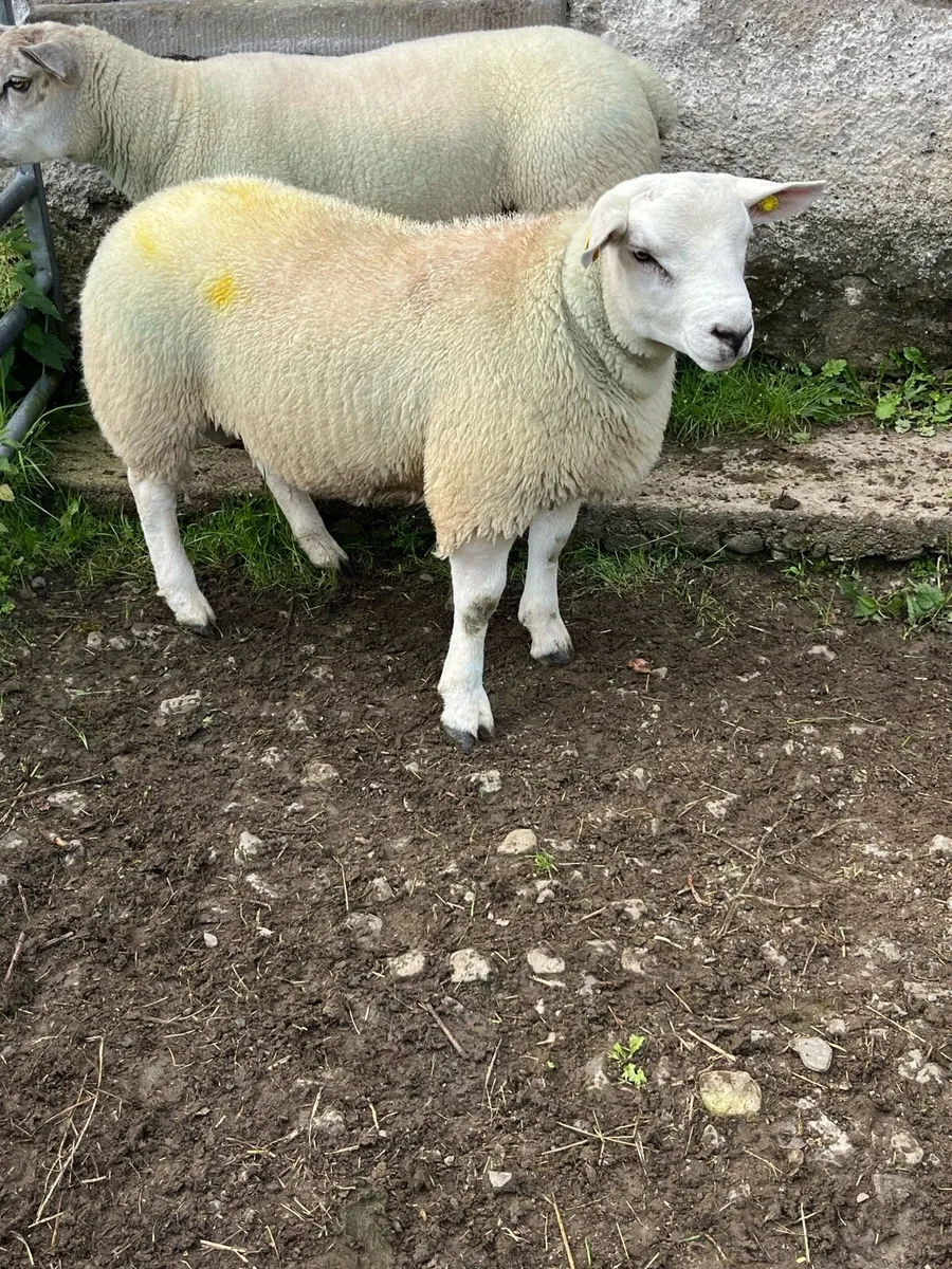 Rams - Image 1